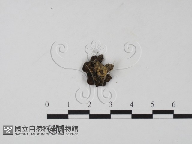 登錄號:F0008916藏品圖，第3張