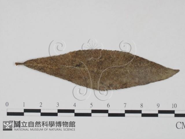登錄號:F0018916藏品圖，第3張