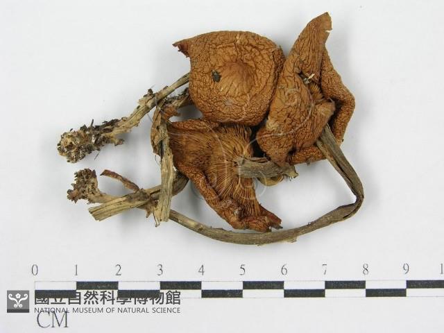 登錄號:F0010916藏品圖，第3張