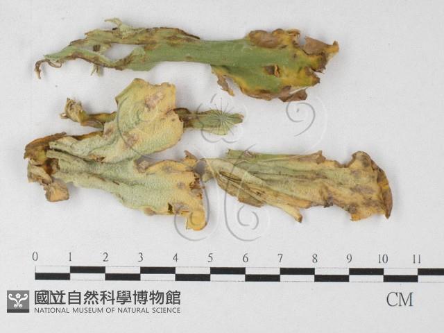 登錄號:F0026916藏品圖，第1張