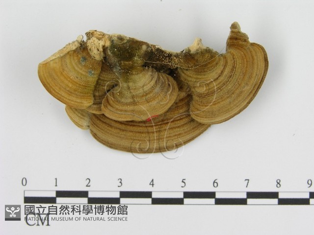 登錄號:F0006916藏品圖，第3張