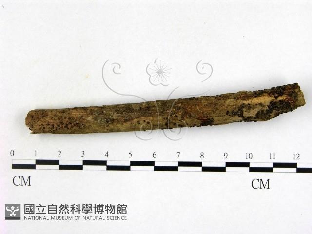 登錄號:F0016916藏品圖，第3張