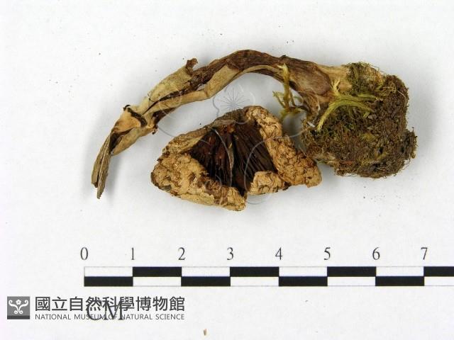 登錄號:F0021916藏品圖，第3張