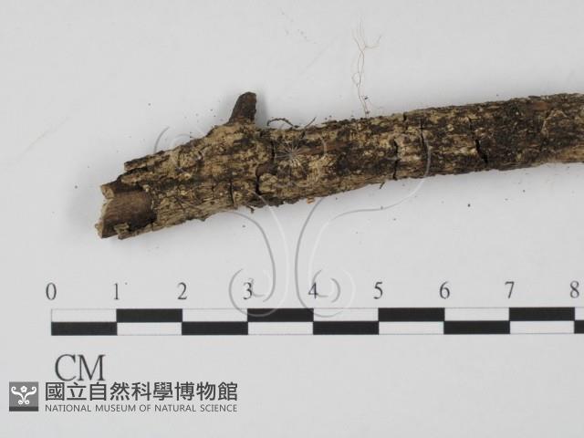 登錄號:F0001916藏品圖，第3張