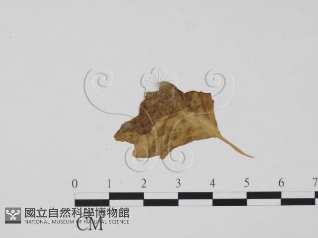 登錄號:F0011916藏品圖，第3張