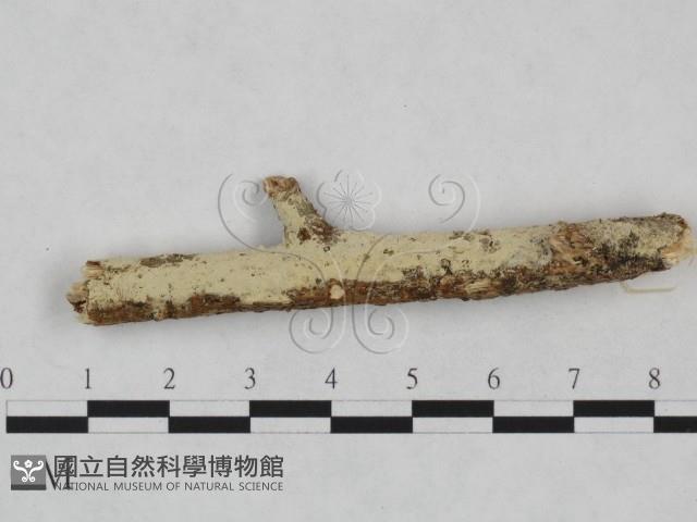 登錄號:F0024916藏品圖，第1張