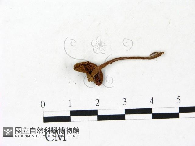 登錄號:F0022916藏品圖，第3張