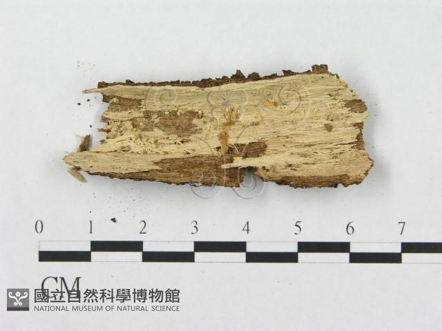 針齒銳岩菌藏品圖，第3張