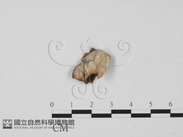 登錄號:F0012916藏品圖，第3張