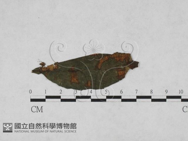 登錄號:F0027916藏品圖，第1張