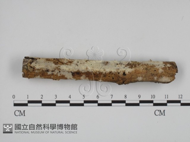 登錄號:F0007916藏品圖，第3張