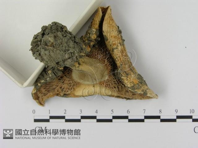 乳菇屬藏品圖，第3張