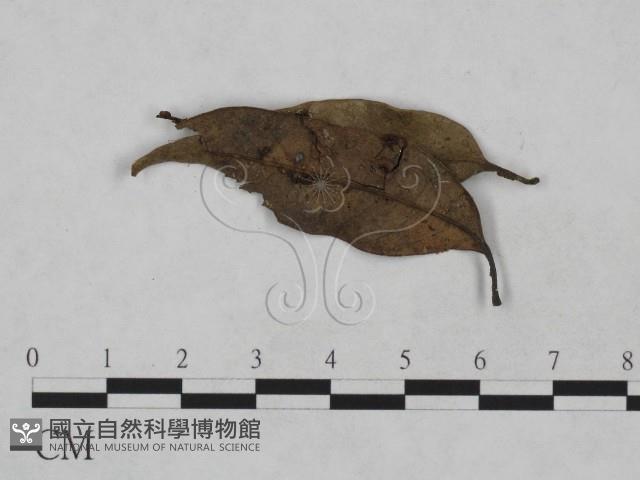 登錄號:F0013916藏品圖，第3張