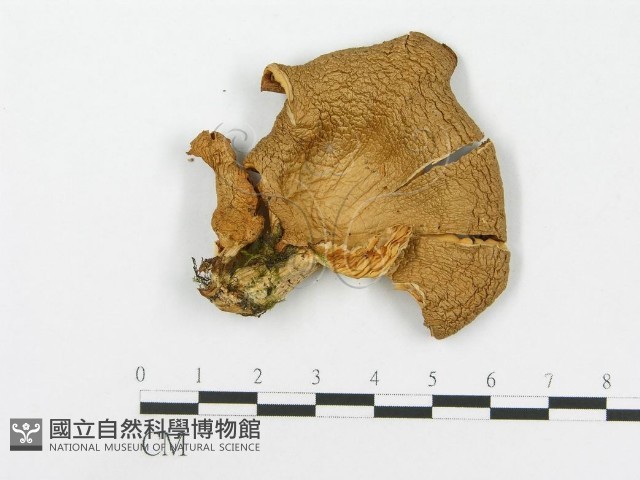 糙皮側耳藏品圖，第3張