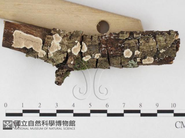 齒耳菌屬藏品圖，第3張