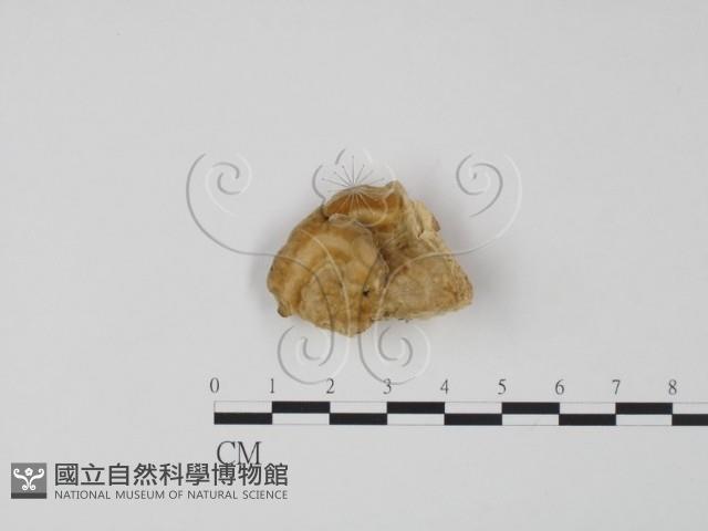 登錄號:F0006616藏品圖，第3張