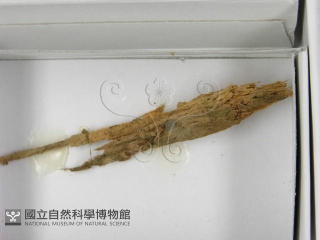 登錄號:F0021616藏品圖，第3張