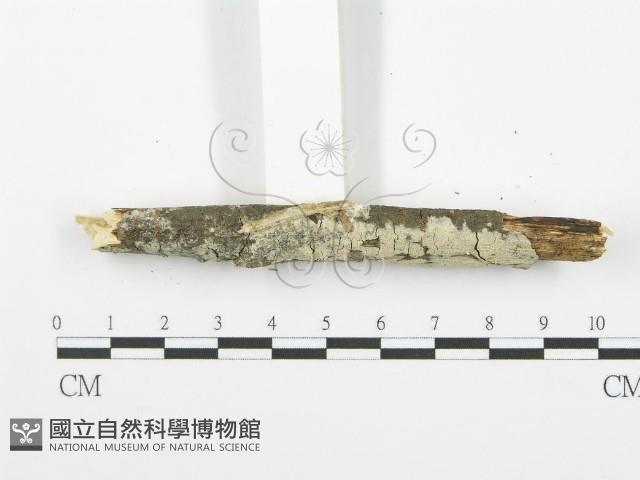 登錄號:F0001616藏品圖，第3張