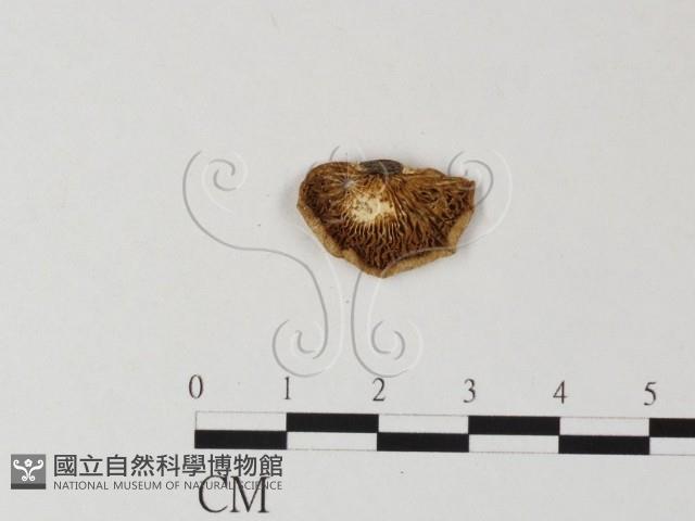 登錄號:F0014616藏品圖，第3張