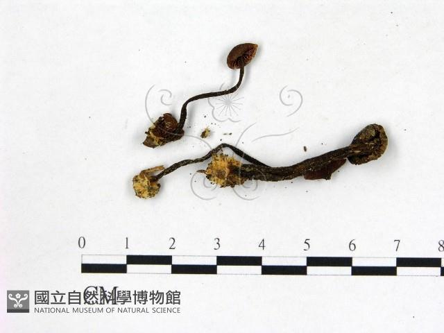 登錄號:F0002616藏品圖，第3張