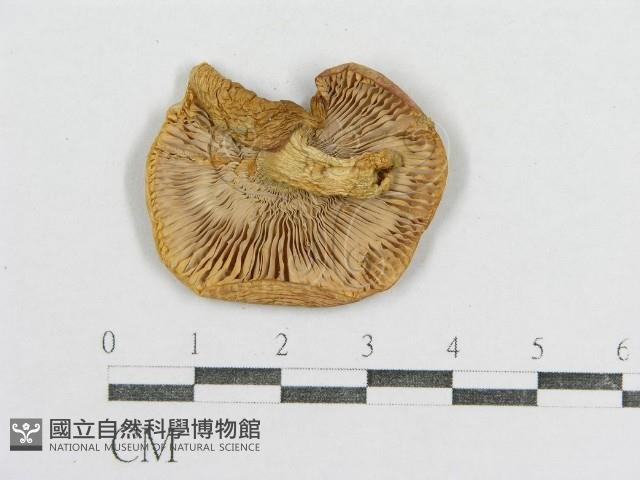 紅菇屬藏品圖，第3張