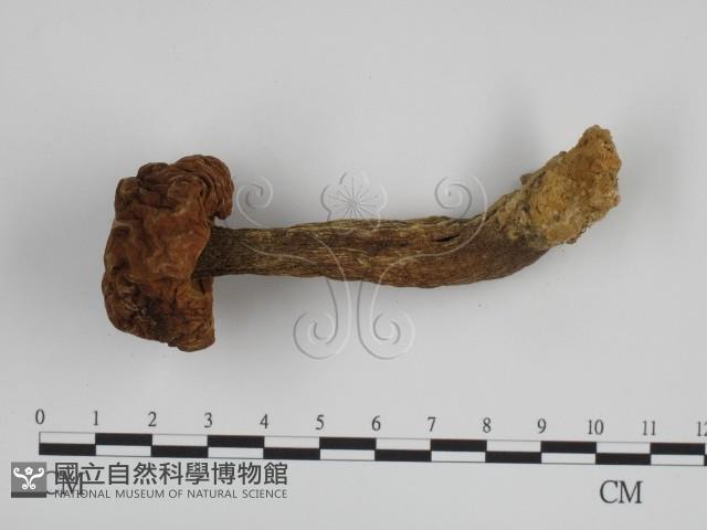 登錄號:F0007616藏品圖，第3張