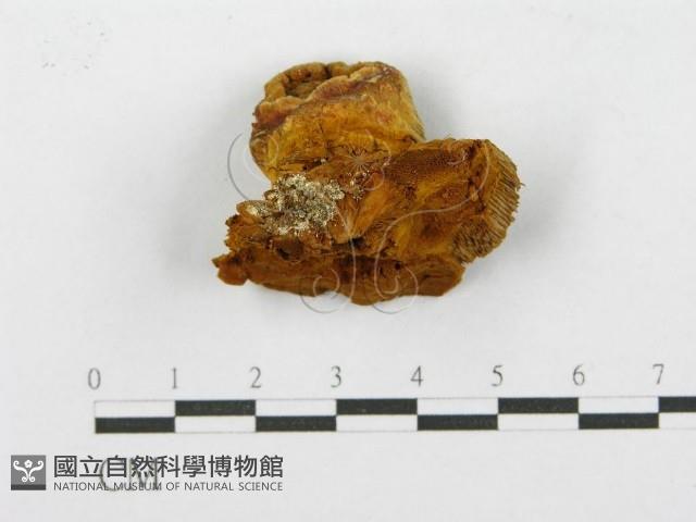 登錄號:F0017616藏品圖，第1張