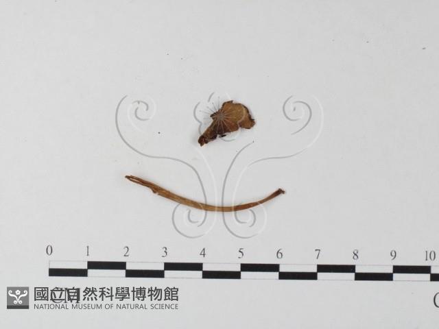 登錄號:F0015616藏品圖，第3張