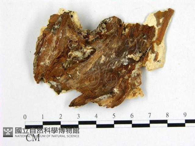 登錄號:F0009616藏品圖，第3張