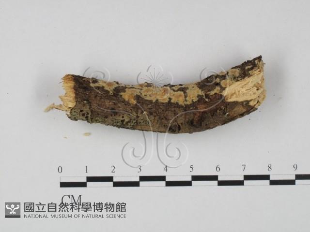 顯絲菌屬藏品圖，第3張