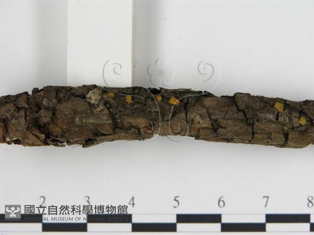 登錄號:F0013616藏品圖，第3張