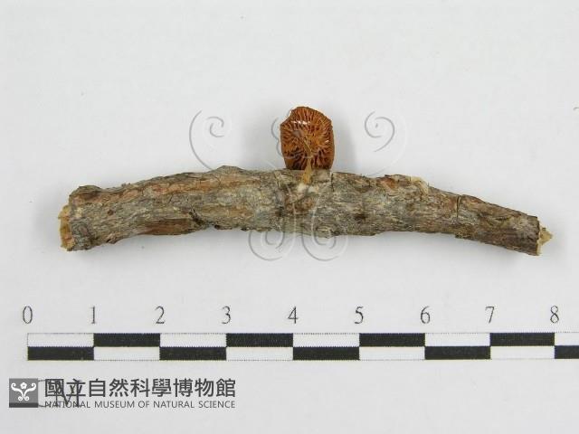 微皮傘屬藏品圖，第3張