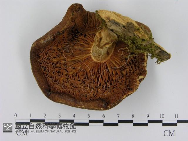 登錄號:F0000416藏品圖，第3張