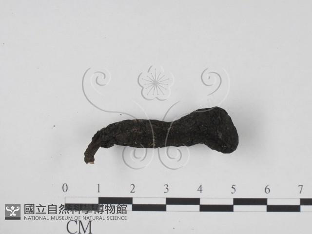 炭角菌屬藏品圖，第3張