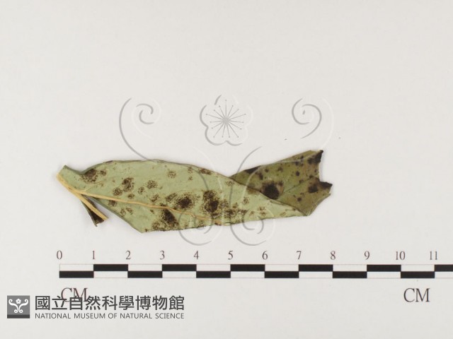 登錄號:F0026416藏品圖，第1張