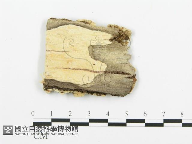 煙管菌藏品圖，第3張