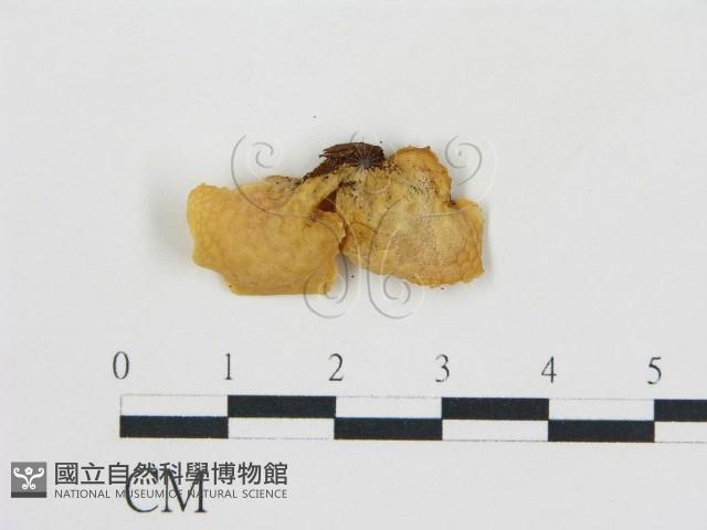 登錄號:F0016416藏品圖，第3張