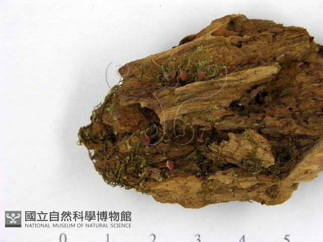 登錄號:F0021416藏品圖，第3張
