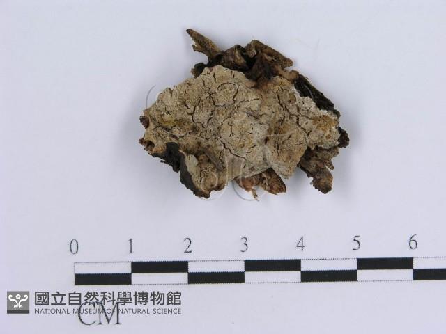 登錄號:F0011416藏品圖，第1張