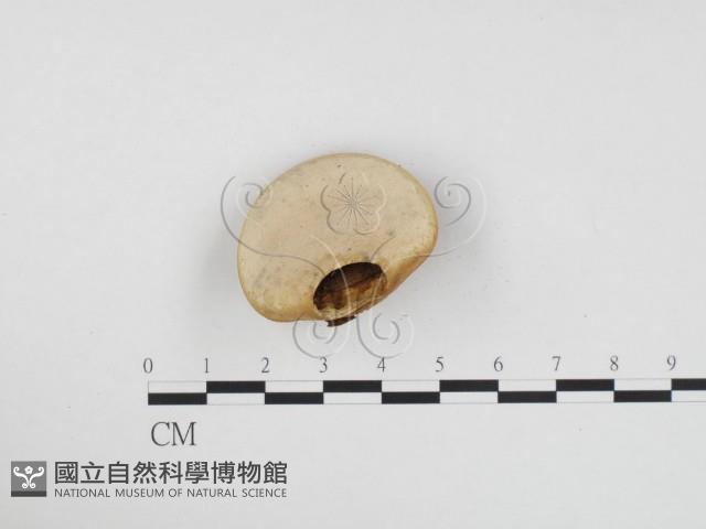 登錄號:F0024416藏品圖，第3張