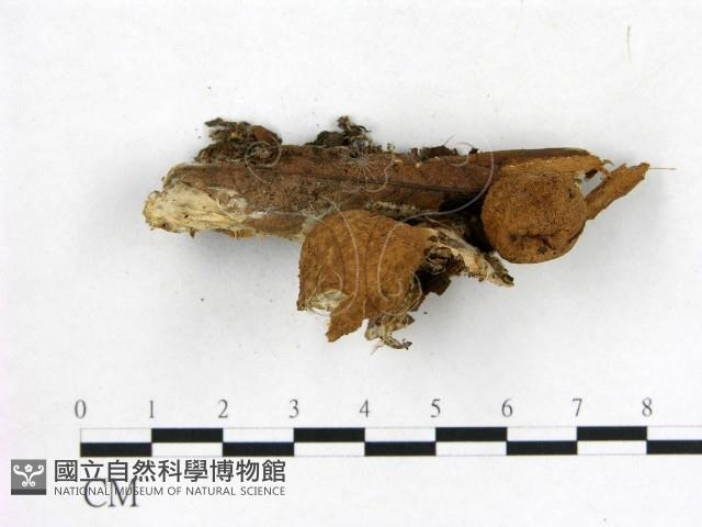 登錄號:F0014416藏品圖，第3張