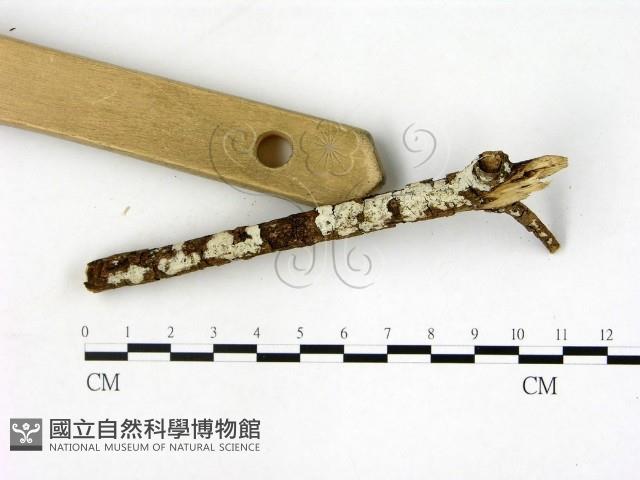刺皮菌屬藏品圖，第3張