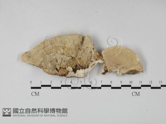 登錄號:F0027416藏品圖，第3張