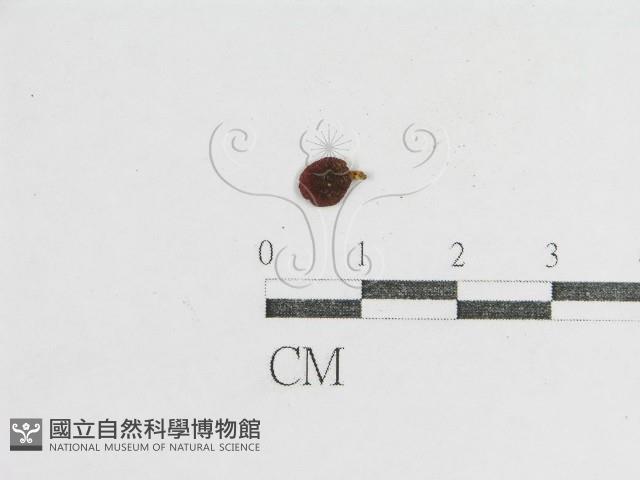 登錄號:F0005416藏品圖，第3張