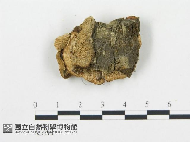 登錄號:F0009416藏品圖，第3張