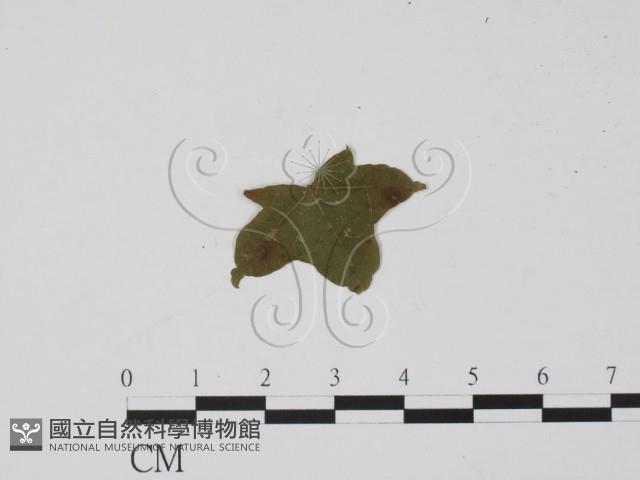 登錄號:F0019416藏品圖，第3張
