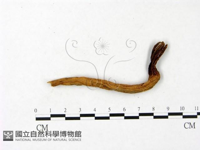 登錄號:F0023416藏品圖，第3張