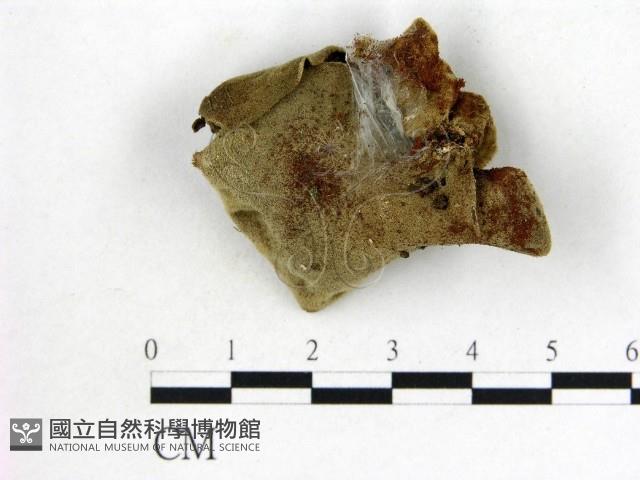 毛木耳藏品圖，第3張