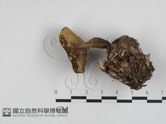 登錄號:F0028716藏品圖，第3張