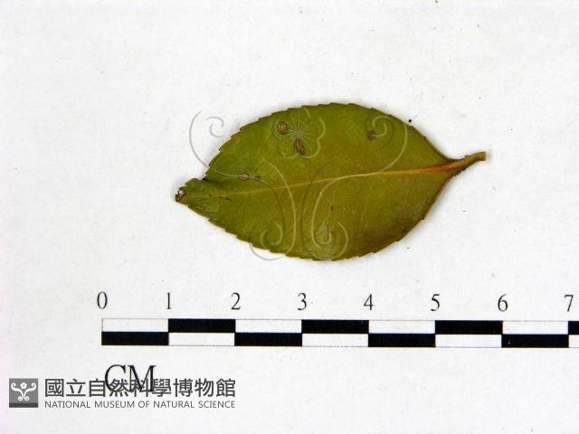 登錄號:F0020716藏品圖，第3張